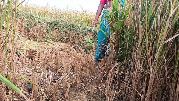 First Time Desi Bhabhi Fucked Hard in Paddy Fields - Homemade Indian Sex - veryfreeporn.com - Russia - France - India on v0d.com