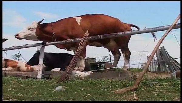 Vintage Blonde MILF Gets Rough Outdoor Fuck on Farm - xxxfiles.com - Germany on v0d.com